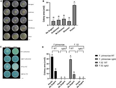 Pectin Induced Colony Expansion of Soil-Derived Flavobacterium Strains